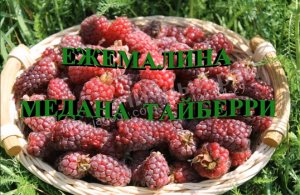 Ежемалина МЕДАНА ТАЙБЕРРИ