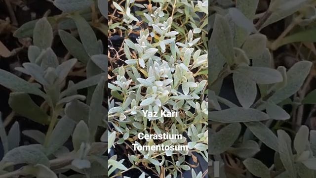 Yaz karı, Cerastium tomentosum