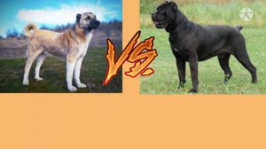 Кане корсо против Гампра