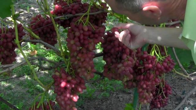 @Виноград Велес Золота медаль за смак але інколи тріщить смотреть онлайн