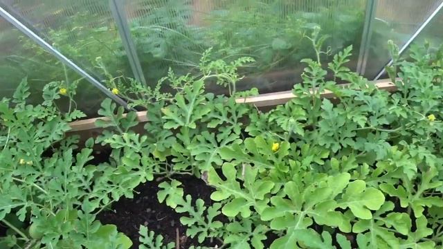 КАК ПРОКАЛЫВАЮТ УШИ | РЕМОНТ КОМНАТЫ ФИНЛЯНДИЯ смотреть онлайн