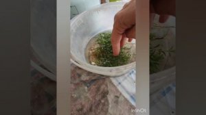 Черенкую всё подряд. Летнее размножение декоративных растений зелеными черенками.