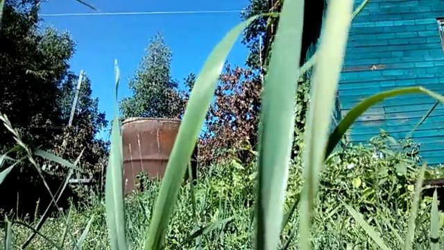Звуки дачи. Релакс #ДомаВместе