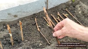 ? 100% СУПЕР результат в простом земляном КИЛЬЧЕВАТОРЕ черенков винограда. Сажаю черенки в школку..