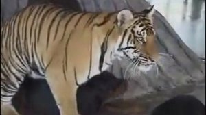 Tiger and Dog Mating?