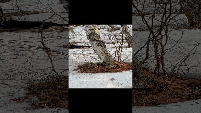 Весенний поход по сугробам