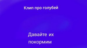 песня про голубей