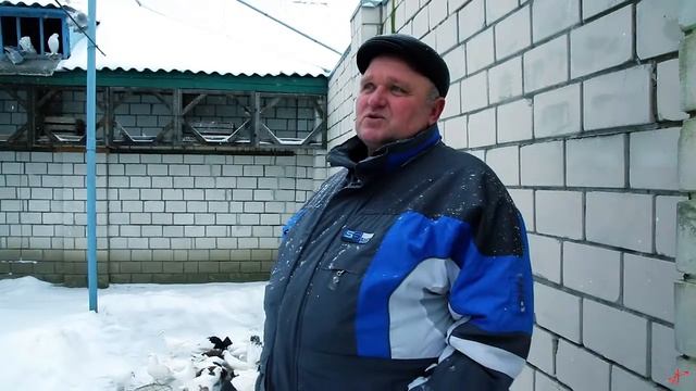 Варшавский длинноклювый голубь.
