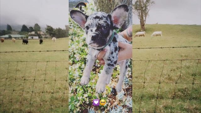 Meet Melanie Martinez's NEW Dog, Banana | Melanie Martinez News смотреть онлайн