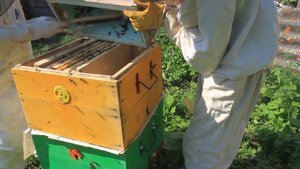 ОБЪЕДИНЯЕМ ПЧЁЛ ЧЕРЕЗ ГАЗЕТУ