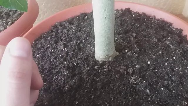 Как зимует ИНЖИР и ПАПАЙЯ. смотреть онлайн