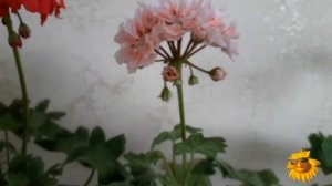 Пеларгонии Звёздчатые - Стеллары. Первое цветение. Сорта.