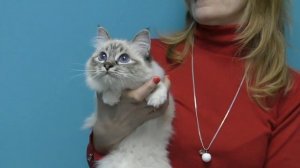 Выставки кошек