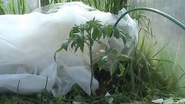 Мульча из горчицы для томатов // Секреты хороших урожаев. смотреть онлайн