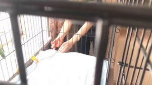 Ворона дома!!! Как ухаживать за вороной в домашних условиях!
