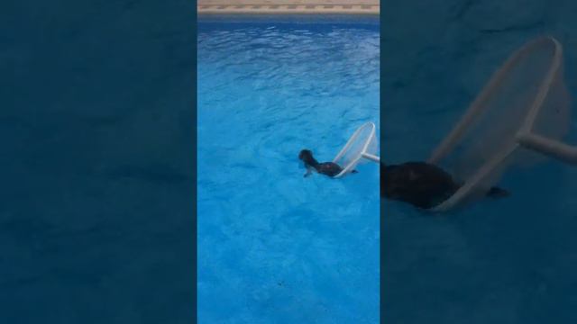 Котик плавает в баcсейне/swimming cat