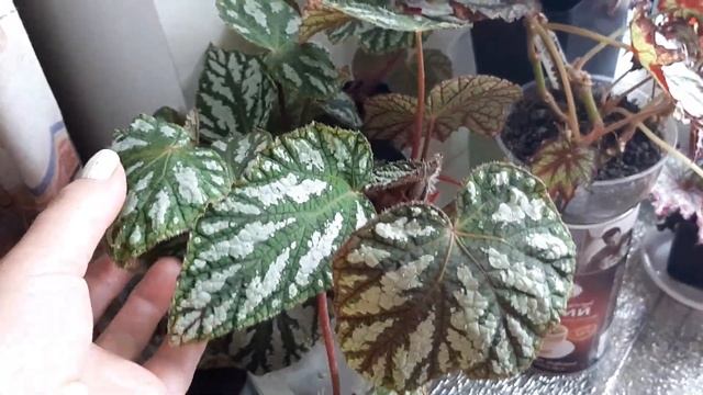 Джунгли в квартире. Бегонии моей коллекции. смотреть онлайн