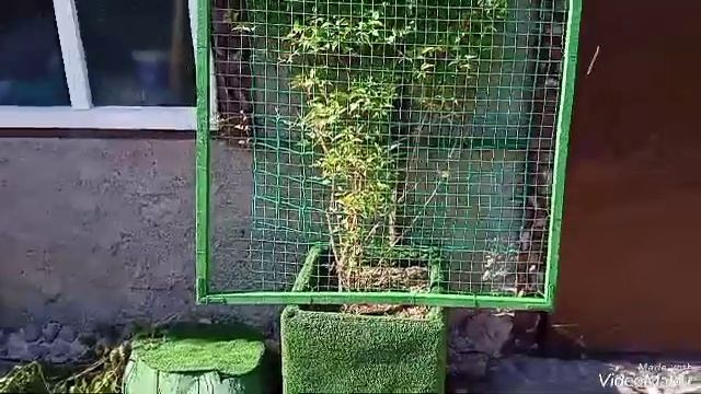 Опора многолетняя в теплицу для огурцов
