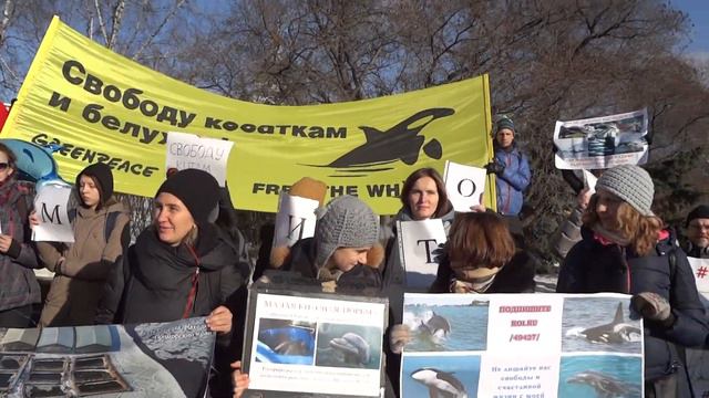 Пикет за освобождения косаток и белух из «китовой тюрьмы» смотреть онлайн