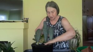 Сансевиерии масонианы какие красавцы. Любовь Скороходова