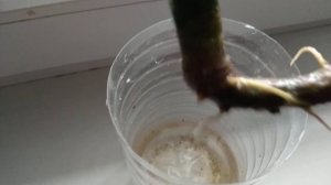 Моя сансевиерия тугодум долго не пускала корни размножение отводками