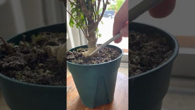 Golden Ming Aralia care guide смотреть онлайн