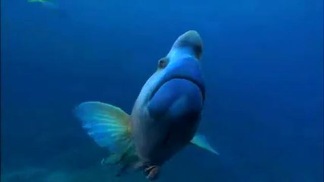 Protect Our Coral Sea, Barry the Wrasse, Help create the world's largest marine park смотреть онлайн