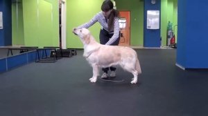 Выставочный тренинг золотистого ретривера/ Golden retriever show training