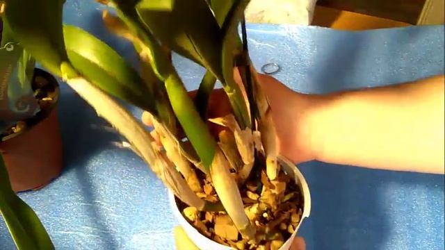 Супер посылка с орхидеями Катасетум(Catasetum), Пафиопедилум, Каттлея. смотреть онлайн