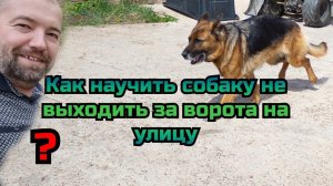Как научить собаку не выходить за ворота на улицу