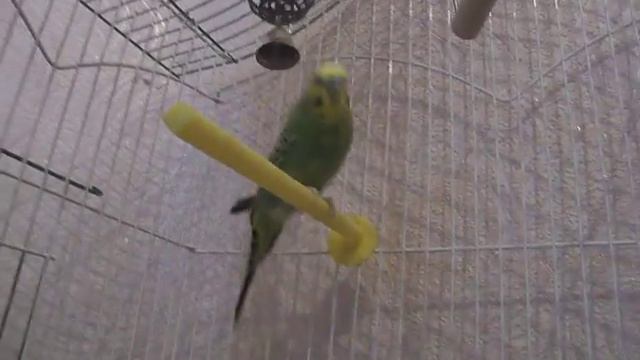 Волнистый Попугай "СИЛАЧ" смотреть онлайн