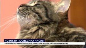 Случай бешенства у домашней собаки впервые зафиксировали в Иркутской области