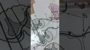 Проводящие пути анализаторов слуха, вкуса. Пирамидные пути. Экстрапирамидный пути.