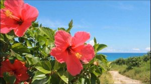 Homemade Hibiscus Tonic Helps To Reduce Hair Fall And Control Hair Damage How It Works