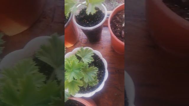 Гераньдарым салқын жерден шықты күн ұзарып қалды ☺️ смотреть онлайн