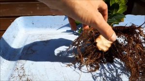 Ficus bonsai ginseng II - 2: air layer results