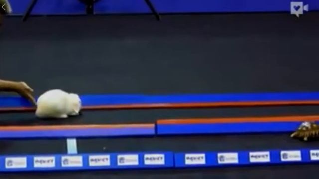 Кролик и черепаха, соревнование в скорости достижения финиша смотреть онлайн