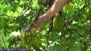 Single mother harvested sour star fruit and caught two big rats to sell at the market | Em Tên Toan