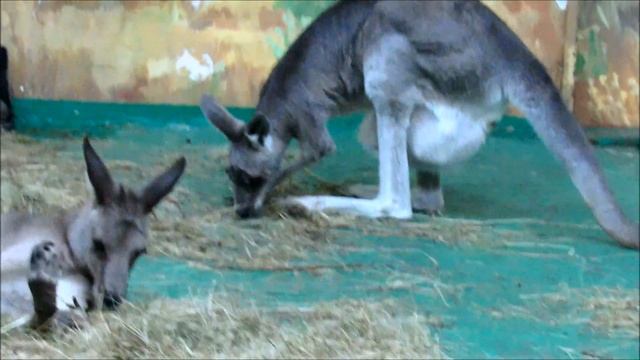 Кенгуру с малышами в сумках. 25.11.19 г. смотреть онлайн