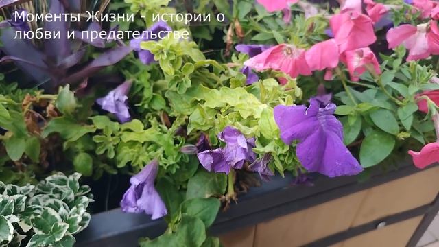 Она соблазнила мужа своей сестры, забеременела от него и стремилась отнять квартиру с помощью матер