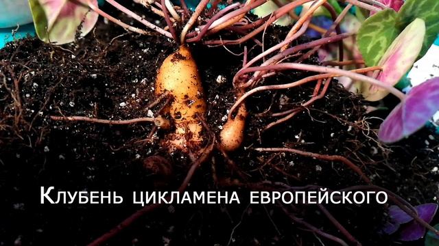 Как устроена альпийская фиалка? Проводим раскопки - европейский\пурпурный цикламен под землей смотреть онлайн