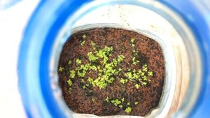 Тепличка сегодня. Элеохарис мини макрантемум Монте Карло