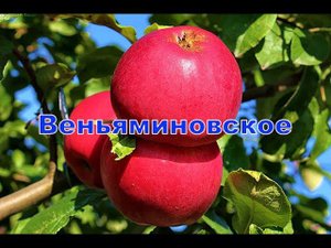 Сорт яблони Веьяминовское