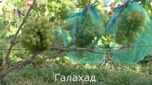 Виноград Беларуси. Лидчина .  Сорт винограда Галахад  .