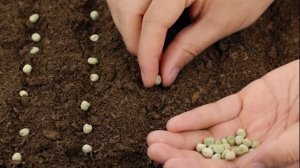 Горох как сидерат - что посадить после гороха, как он влияет на почву, когда приступать к посеву