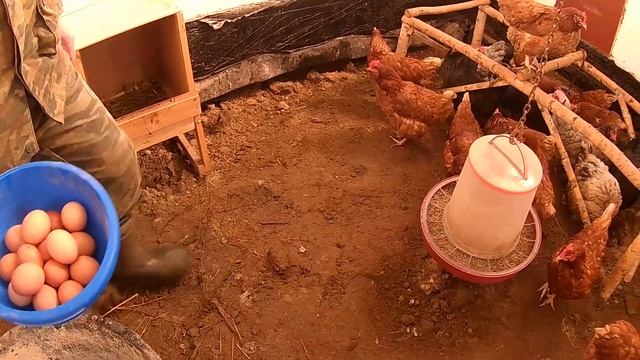Яйценоскость наших кур зимой // Сколько яиц в день?