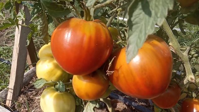 Лучшие сорта томатов с тёмной окраской. Обзор сортов.