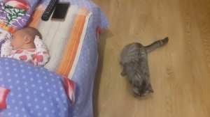 Кошка впервые увидела младенца. Знакомство кошки с ребенком