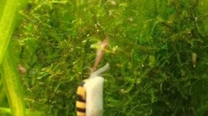 Мой креветочник/Убрала альтернатеру в банку/The snails ate the plant in the aquarium/My shrimp tank
