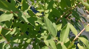 Жимолость Сильгинка